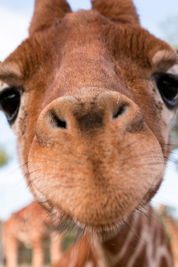 New Braunfels, Texas